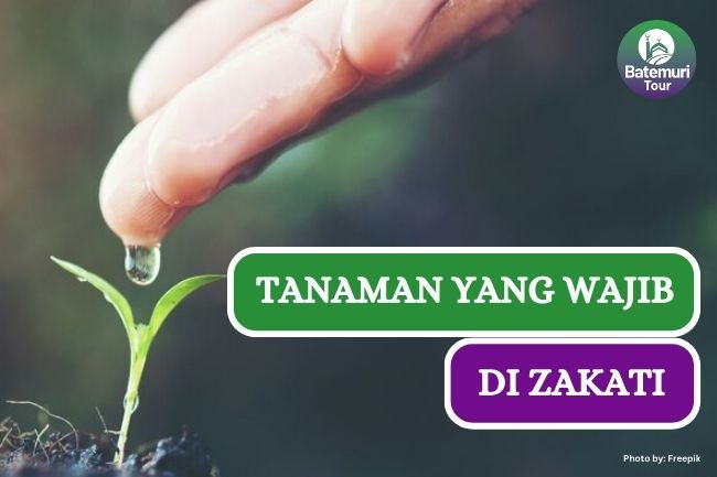 Tanaman yang Harus Dizakati dalam Islam, Sudah Tau??